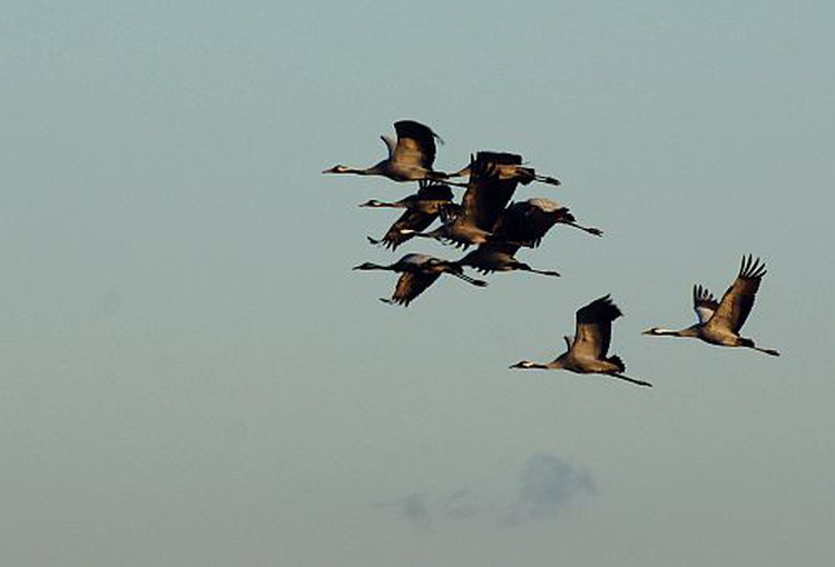 Im Frühjahr und Herbst: viele Kraniche