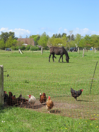Zaungäste, machmal sehr neugierig. Bitte nicht mit Brot oder Grillresten füttern