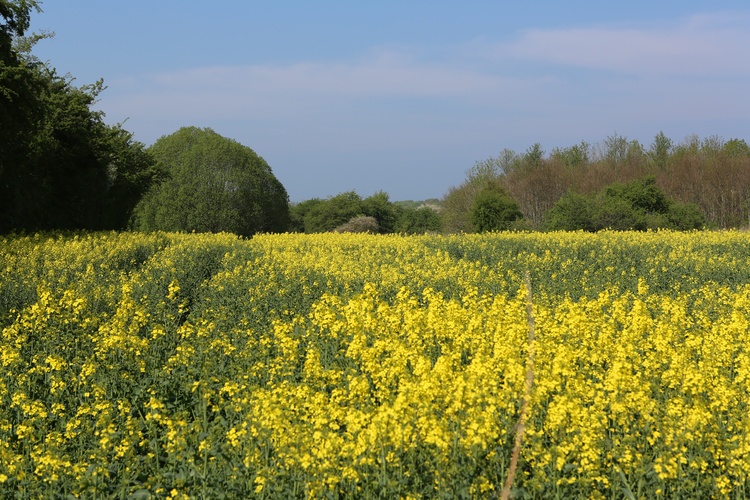 Rückwärtiger Blick