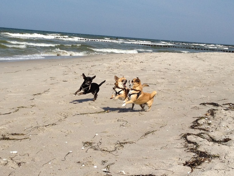 Hundestrand Hundestrand