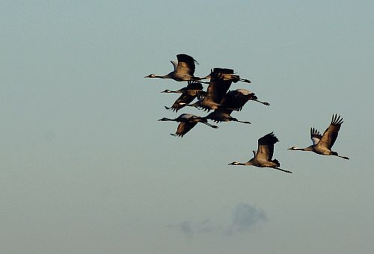 Im Frühjahr und Herbst: viele Kraniche Im Frühjahr und Herbst: viele Kraniche